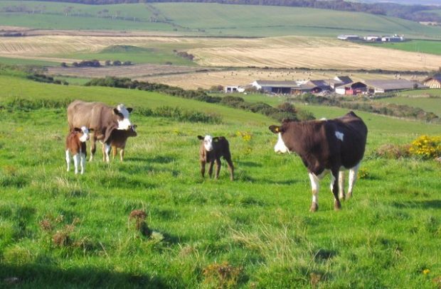 A field with two cows and their two calves