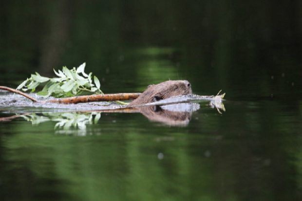 Beaver carrying food branch, courtesy Defra