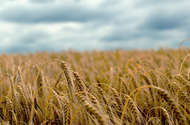 An image of a barley field