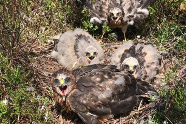 Four young hen harriers with downy feathers are pictured in a grassy nest on the ground.