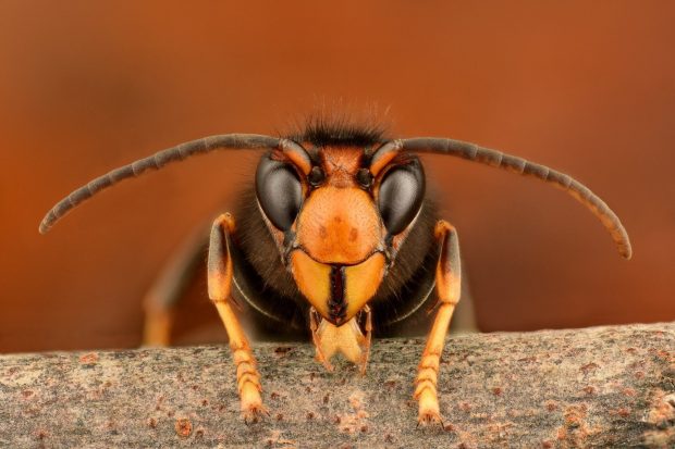 A macro photo of an Asian hornet, the photo is head on with a clear view of the hornet’s eyes, antenna and front legs.