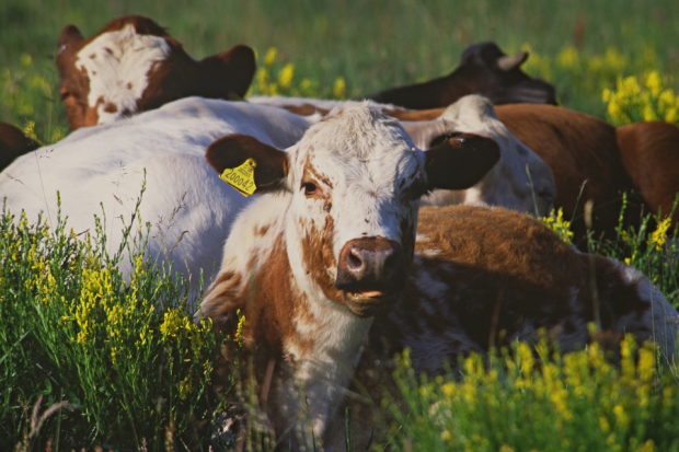 Cattle laying in grass