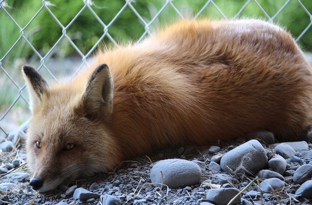 Fox lying down