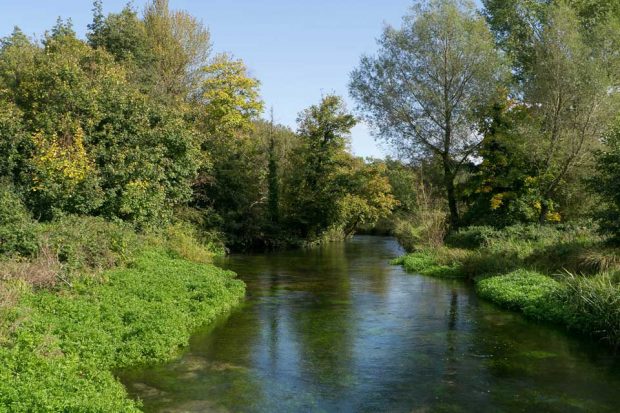 A river with green trees and bushes along the banks