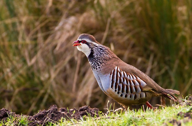 Red legged partridge. Credit NE