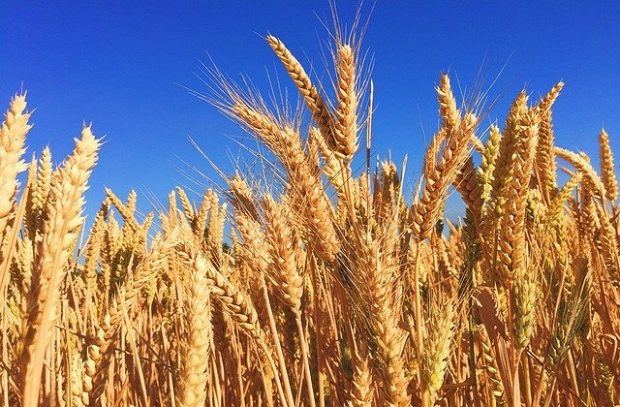 Barley field