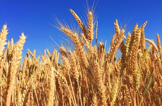 Barley field