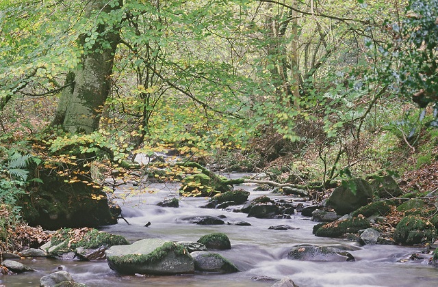 A small rocky stream in the woods