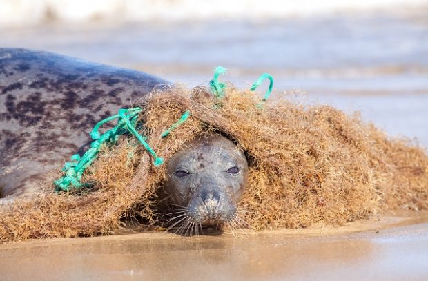 Plastic marine pollution. Seal caught in tangled nylon fishing net. This curious wild animal was attracted to the rope and net and enjoyed playing with it but did come into difficulty as it wrapped around the body.