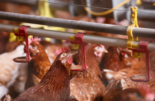 Flock of chickens drinking from water