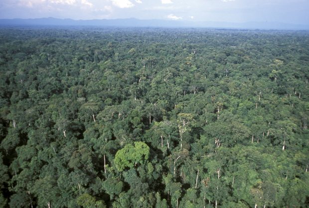 An image of a green rainforest canopy from above.