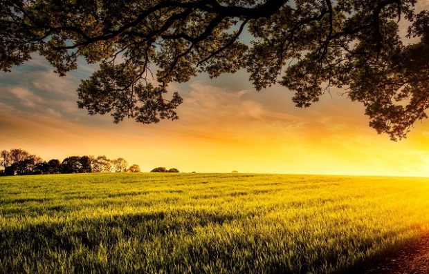 Image of a sunset over a green field