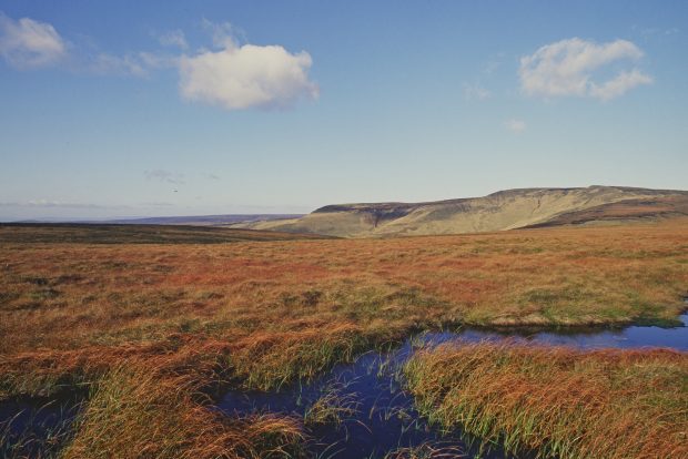 Peatland-620x414.jpg