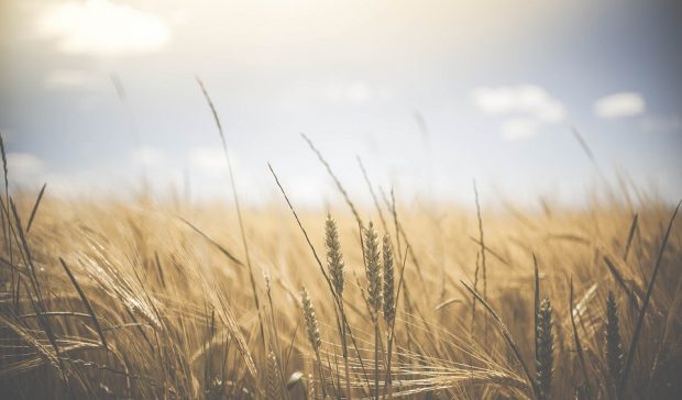 A field of wheat