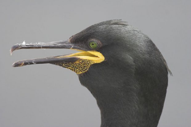 Close up head shot of a European Shag seabird