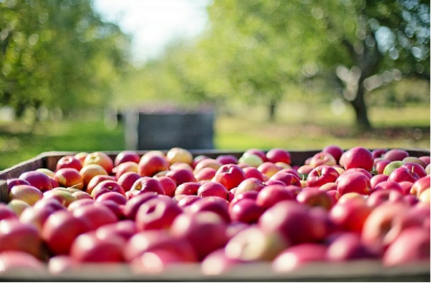 A box of apples in an orchard
