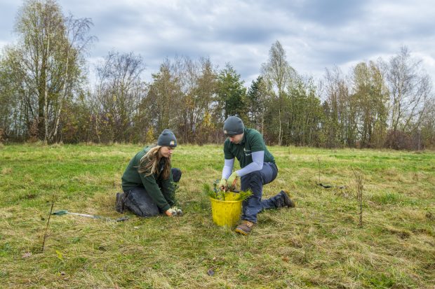 Image of trees being planted by two people.