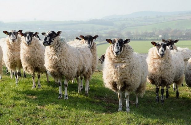Sheep on a farmland in East Devon, England
