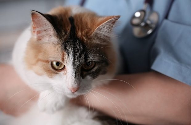 Young female doctor Veterinary with a three color cat on arms. medical equipment on background.