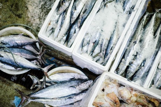 Crates and buckets of caught fish in ice.