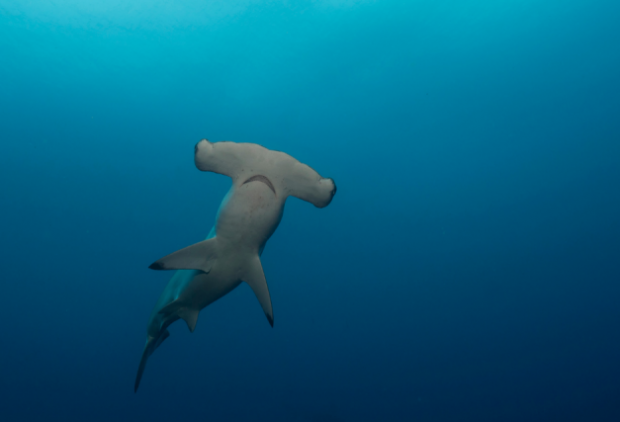 A hammerhead shark swimming in the ocean