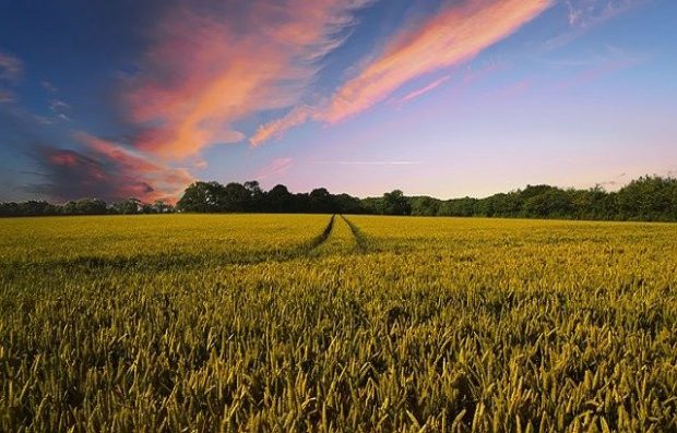 Image of a field on a sunny afternoon