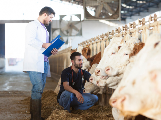 Image of a vet inspecting cattle