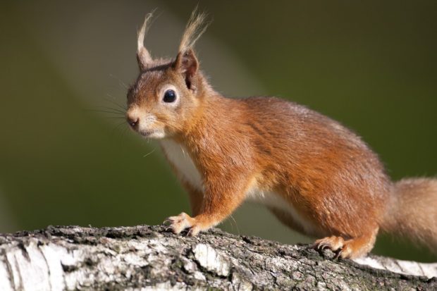 Red squirrel