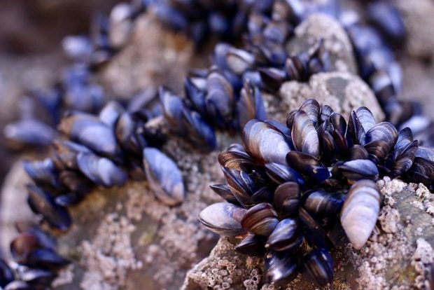 Mussels on rock