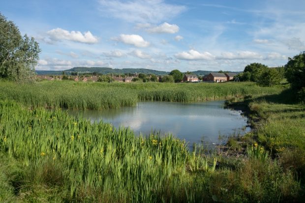 Rural pond in England on a sunny day