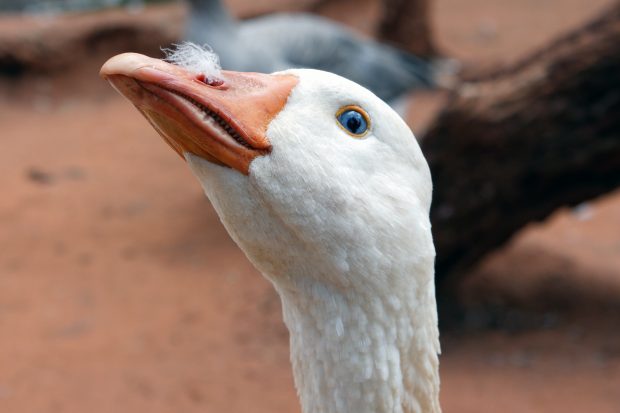 A photo of a goose