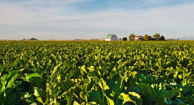 Sugar beet in a field