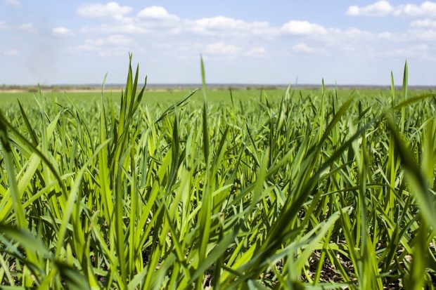 An image of a field