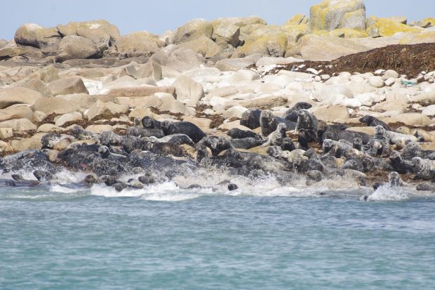 A group of seals stampeding rocks