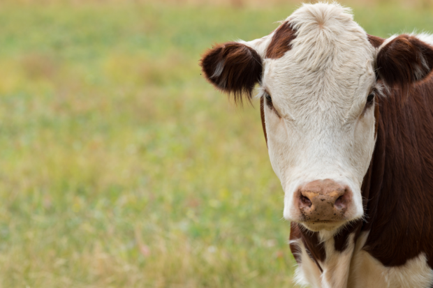 A cow sitting in a field