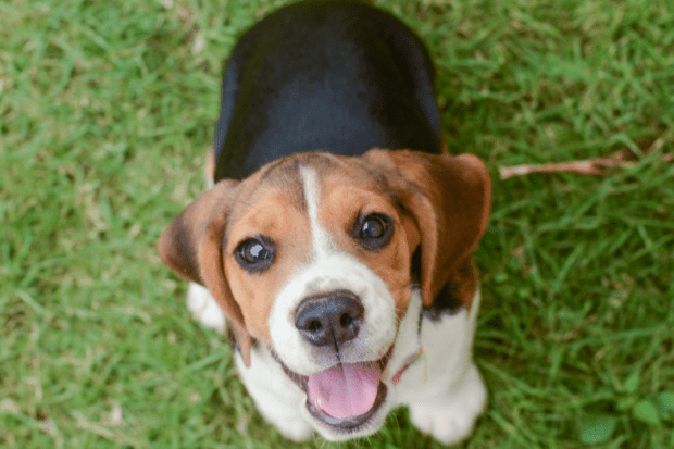 A photo of a puppy in a field