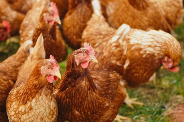 An image of hens eating in a field