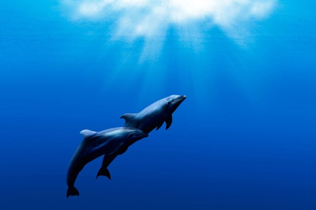 Two dolphins in the blue ocean