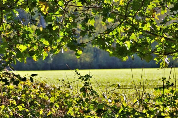 An image looking through some tree branches out onto a green field.