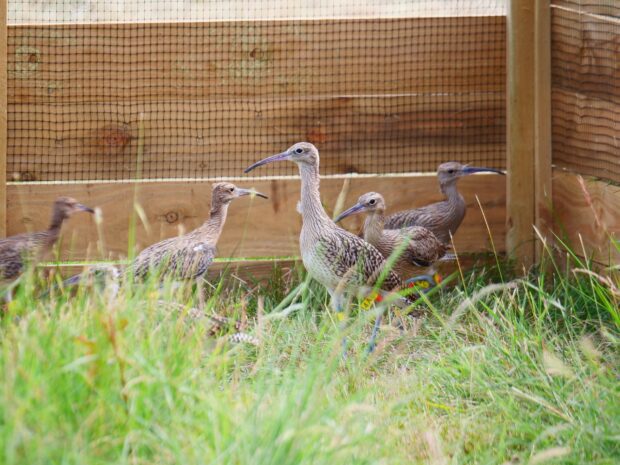 HRH The Prince of Wales and NE Chair, Tony Juniper, attend the release of Eurasian curlews at Sandringham Estate.