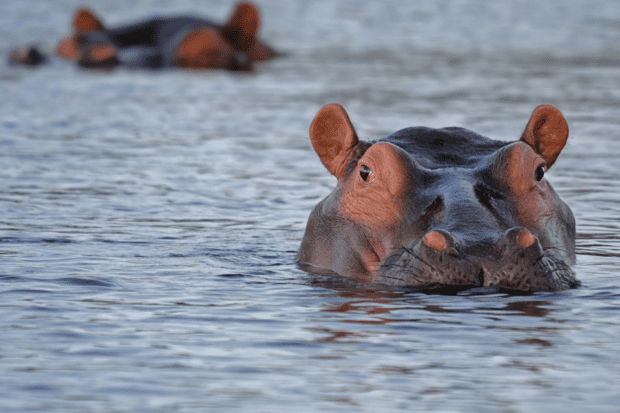 A photo of a hippo in water.