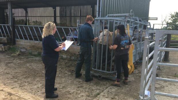 A photo of a cow taking part in the clinical field trials.