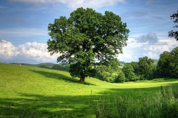 Lone tree in a green field on a sunny day