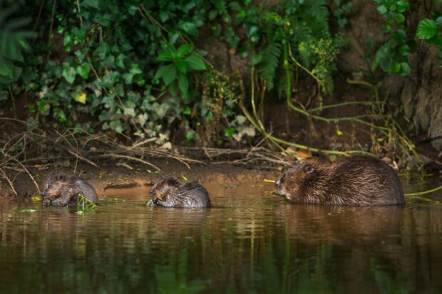 An image of River Otter beavers