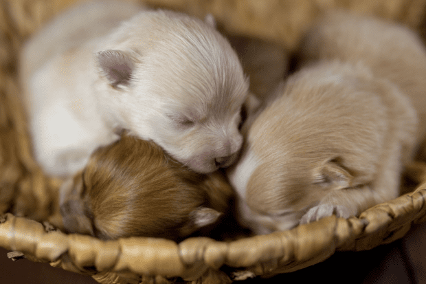 An image of newborn puppies