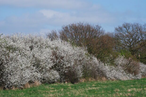 Image of a field hedgerow with blackthorn trees