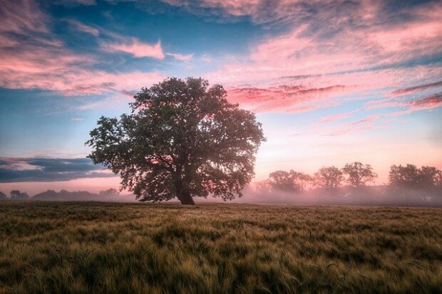 image of a field