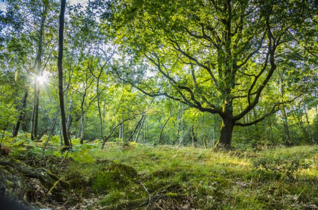 Image of trees and grass