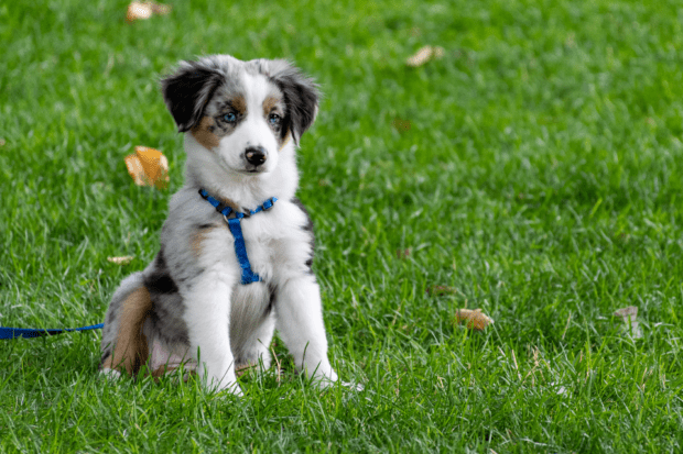 A picture of a dog sitting on the grass