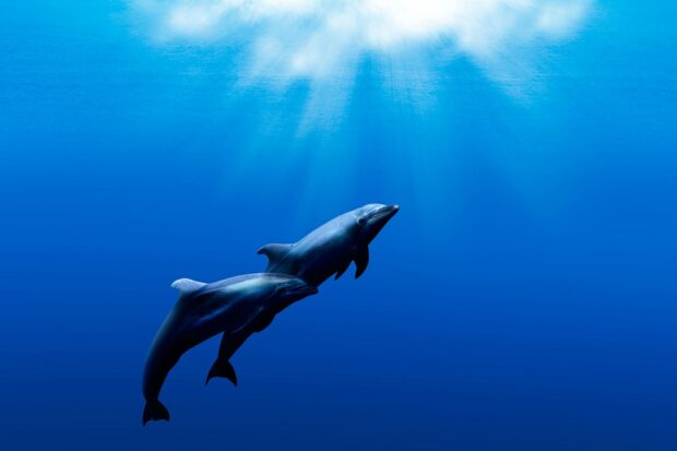 Dolphins